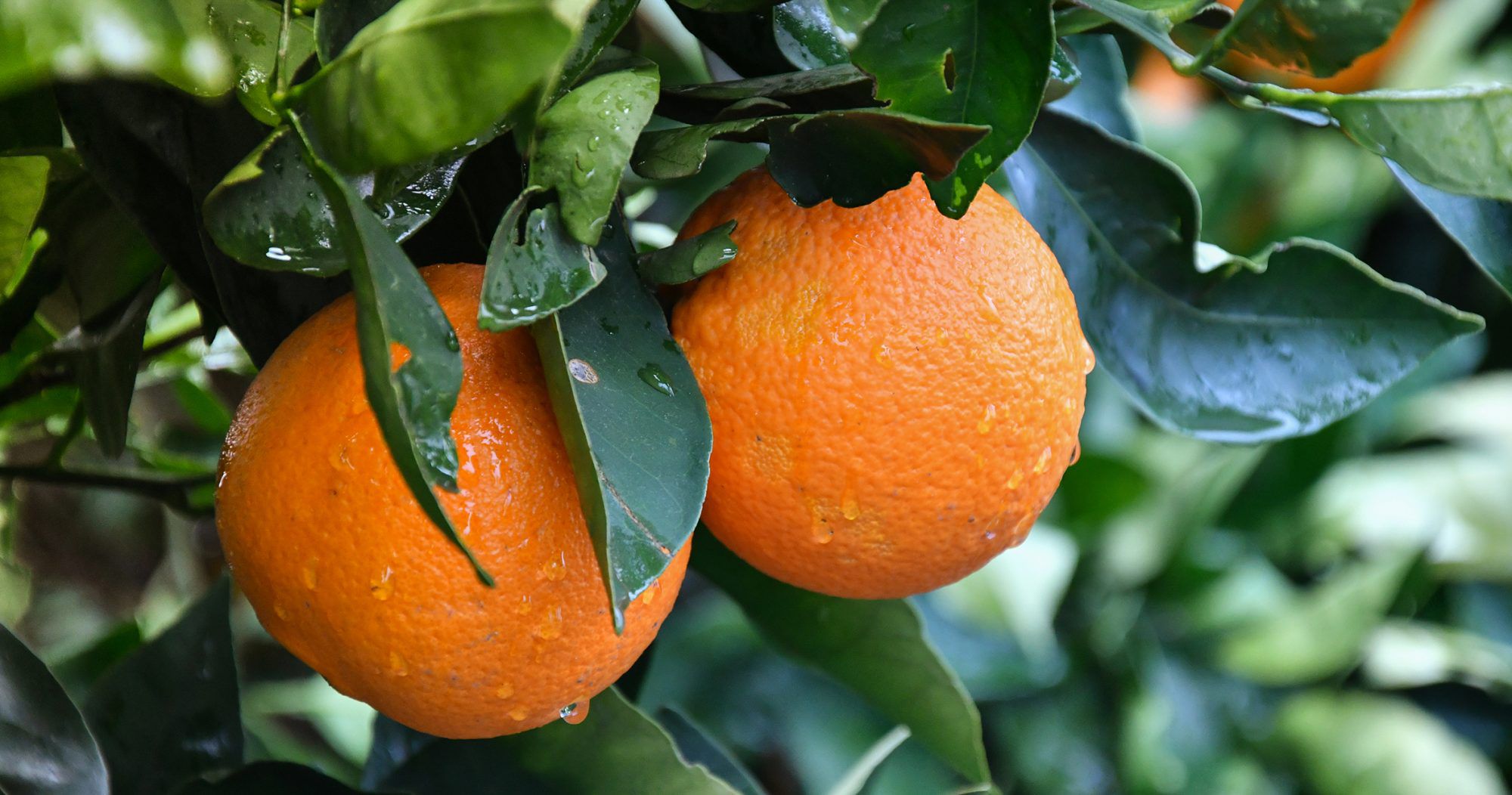 Die gesundheitlichen Vorteile von Orangen gehen weit über Vitamin C hinaus