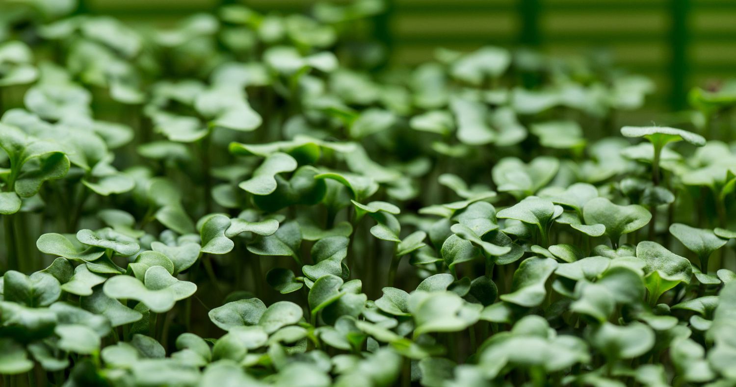 Was sind Brokkolisprossen?  In diesen Grüns stecken so viele Vorteile